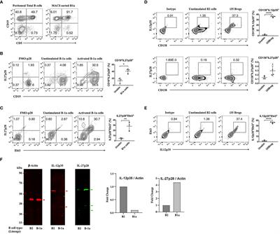 IL-27-containing exosomes secreted by innate B-1a cells suppress and ameliorate uveitis